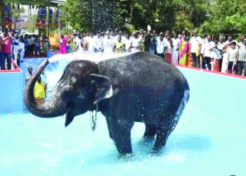 പുതിയ കുളം... ആദ്യ കുളി... പേരൂര്‍ പട്ടീശ്വരര്‍കോവിലില്‍ പുതിയതായി നിര്‍മ്മിച്ച കുളത്തില്‍ നീരാടുന്ന കല്യാണി